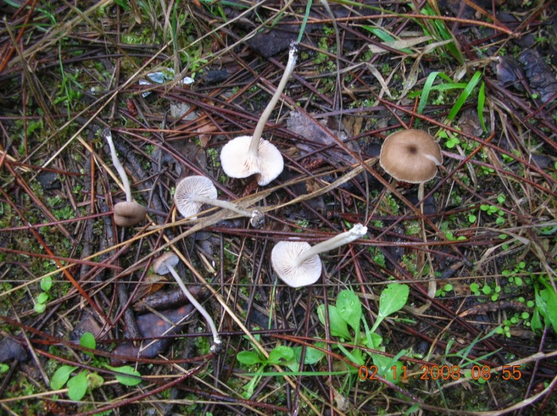 Entoloma da determinare 2